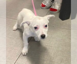 Chihuahua Dogs for adoption in Rancho Cucamonga, CA, USA