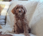 Puppy Hailey Goldendoodle (Miniature)