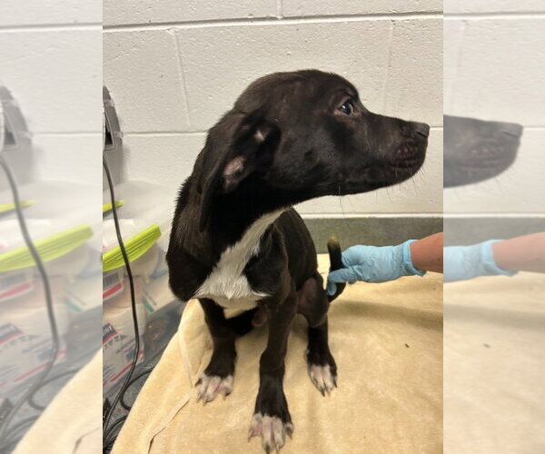 Medium Photo #4 Labrador Retriever-Unknown Mix Puppy For Sale in Glen Allen, VA, USA