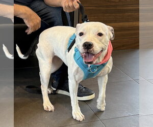 Princess - Female American Pit Bull Terrier-Unknown Mix Dog for Adoption - Photo #7