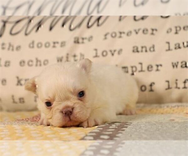 Medium Photo #19 French Bulldog Puppy For Sale in MIAMI, FL, USA