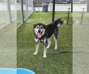 Labsky Dogs for adoption in Downey, CA, USA