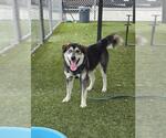 MAX - Male Labsky Dog for Adoption - Small photo