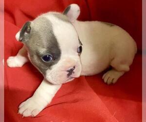 French Bulldog Puppy for sale in MIAMI, FL, USA