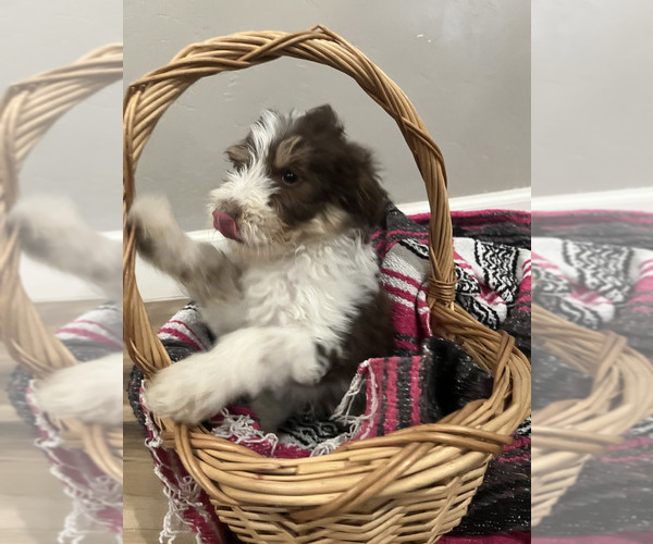 Medium Photo #1 Aussiedoodle Puppy For Sale in PIMA, AZ, USA