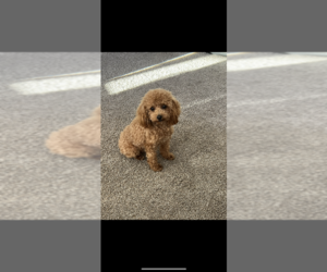 Mother of the Poodle (Toy) puppies born on 06/28/2025