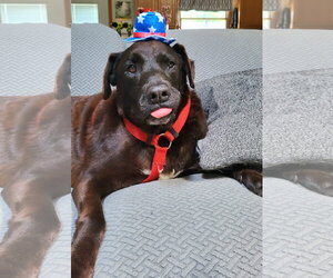 Labrador Retriever-Unknown Mix Dogs for adoption in Germantown, OH, USA