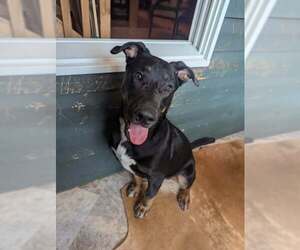 Shepweiller Dogs for adoption in Mechanicsburg, PA, USA