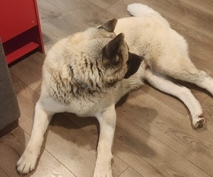 Mother of the Akita puppies born on 07/23/2025