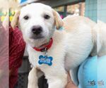 Small #2 Labrador Retriever Mix