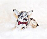 Puppy Freckles Chihuahua
