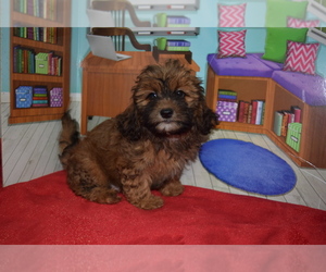 Shih Tzu Puppy for sale in BARNESVILLE, KS, USA