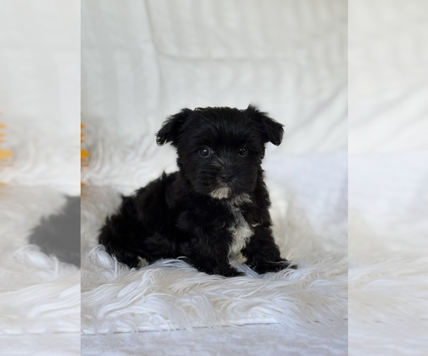 Medium Photo #12 Morkie Puppy For Sale in ROCK STREAM, NY, USA