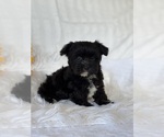 Small #11 Morkie
