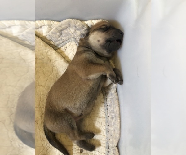 Medium Photo #8 Great Pyredane Puppy For Sale in KINGMAN, AZ, USA