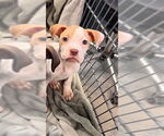 Small American Pit Bull Terrier Mix