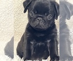 Small #1 Pug
