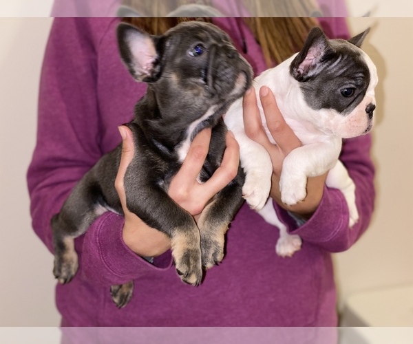 Medium Photo #9 French Bulldog Puppy For Sale in BAKERSFIELD, CA, USA