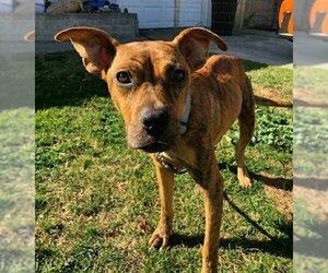 Avia - Female American Staffordshire Terrier-Boxer Mix Dog for Adoption - Photo #15