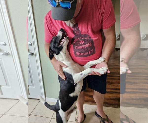 Medium Photo #5 American Pit Bull Terrier-Unknown Mix Puppy For Sale in Spring, TX, USA