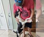 Small #4 American Pit Bull Terrier Mix