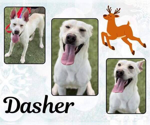 Medium Photo #1 Carolina Dog-Labrador Retriever Mix Puppy For Sale in Pearland, TX, USA