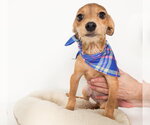 Small #1 Dachshund Mix