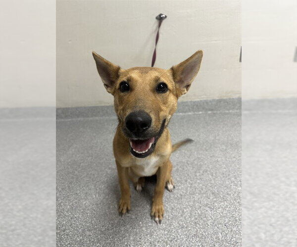 Medium Photo #1 German Shepherd Dog-Unknown Mix Puppy For Sale in Pasadena, TX, USA