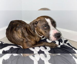Mutt Dogs for adoption in Miami, FL, USA