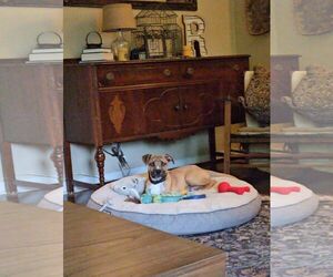 Mutt Dogs for adoption in Woodbury, NY, USA