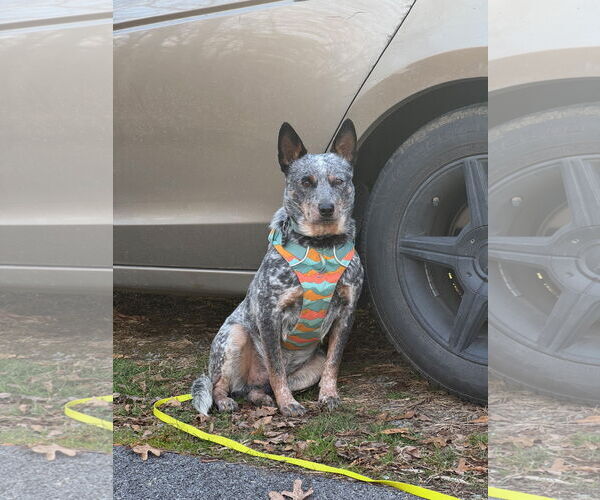 Medium Photo #5 Mutt Puppy For Sale in Garden City, NY, USA