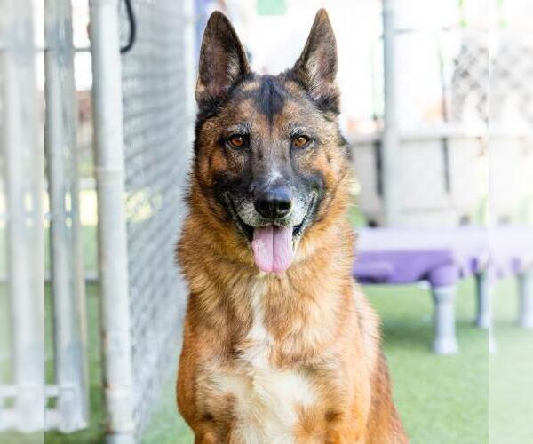 Medium Photo #1 German Shepherd Dog Puppy For Sale in Camarillo, CA, USA