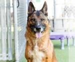 GUNTHER - Male German Shepherd Dog Dog for Adoption - Small photo
