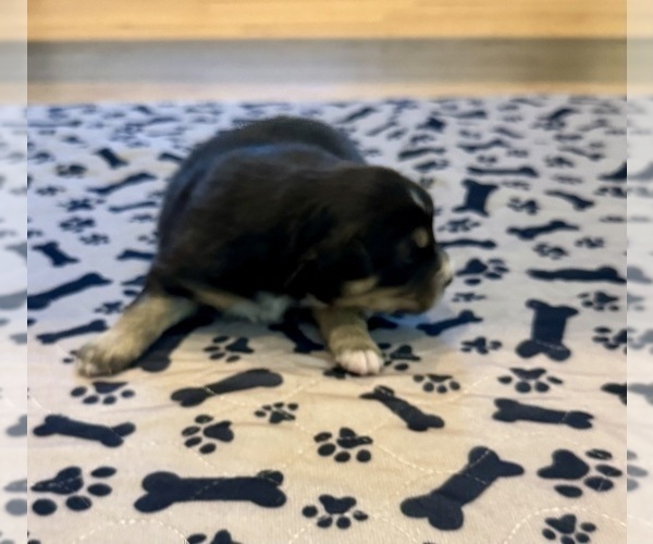 Medium Photo #14 Australian Shepherd Puppy For Sale in SALISBURY, NC, USA