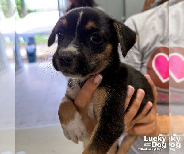 Medium Photo #3 Labrador Retriever-Unknown Mix Puppy For Sale in Washington, DC, USA