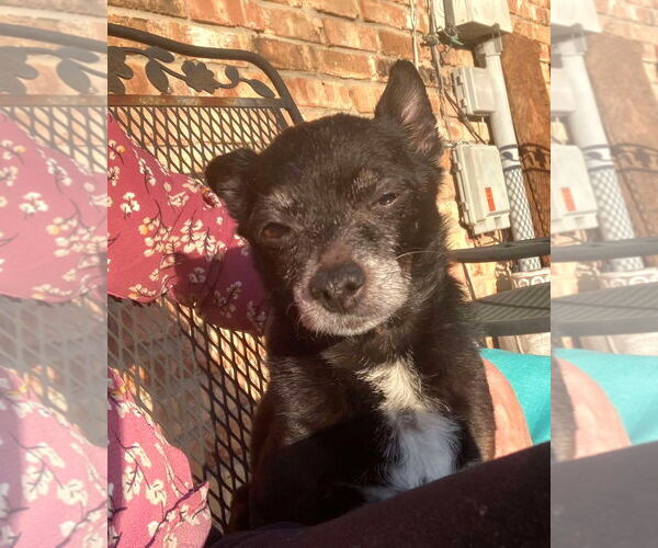 Medium Photo #2 Chihuahua Puppy For Sale in Boonton, NJ, USA