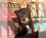 Small #1 Chihuahua