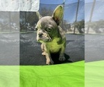 Small Photo #4 French Bulldog Puppy For Sale in NORWALK, CA, USA