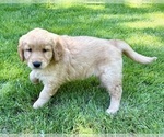 Small #2 Golden Retriever