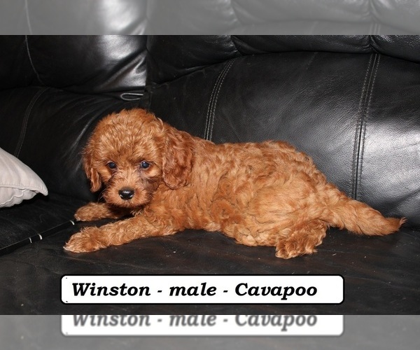 Medium Photo #5 Cavapoo Puppy For Sale in CLARKRANGE, TN, USA