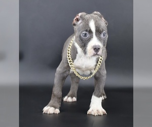 American Bully Puppy for sale in CHAMPAIGN, IL, USA