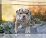 Small #1 Beabull