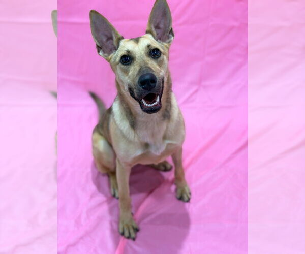 Medium Photo #2 Mutt Puppy For Sale in Sandy, UT, USA