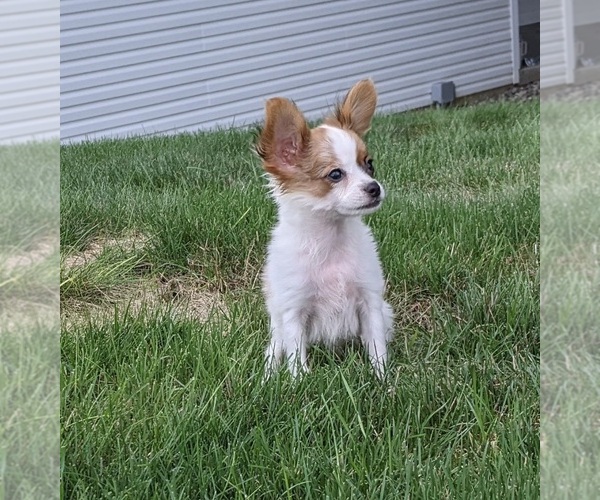 Medium Photo #1 Papillon Puppy For Sale in MILLERSBURG, OH, USA
