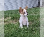 Small Photo #1 Papillon Puppy For Sale in MILLERSBURG, OH, USA