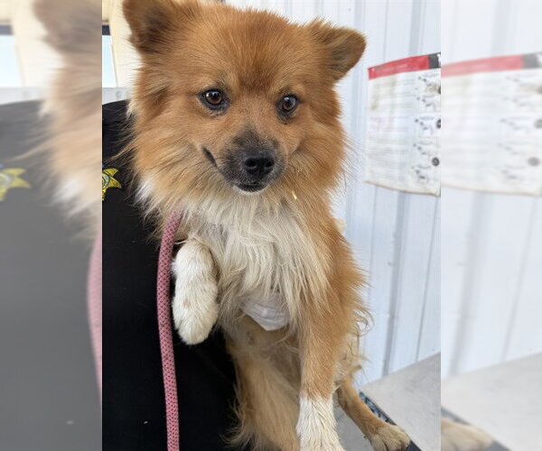 Medium Photo #1 Pomeranian Puppy For Sale in Bakersfield, CA, USA