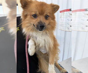 Pomeranian Dogs for adoption in Bakersfield, CA, USA