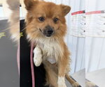 Small Pomeranian