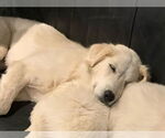 Small #1 Great Pyrenees