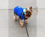 Small Photo #1 Yorkshire Terrier Puppy For Sale in ROSEVILLE, CA, USA